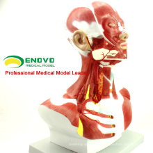 MUSCLE06(12029) Human Anatomical Muscle Model of Head and Neck 12028
